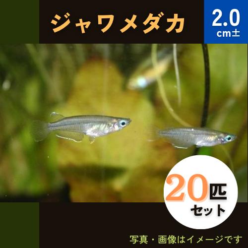 安い通販サイト 熱帯魚 卵生メダカ ジャワメダカ 2cm 匹 直売人気商品 Ssl Daikyogo Or Jp