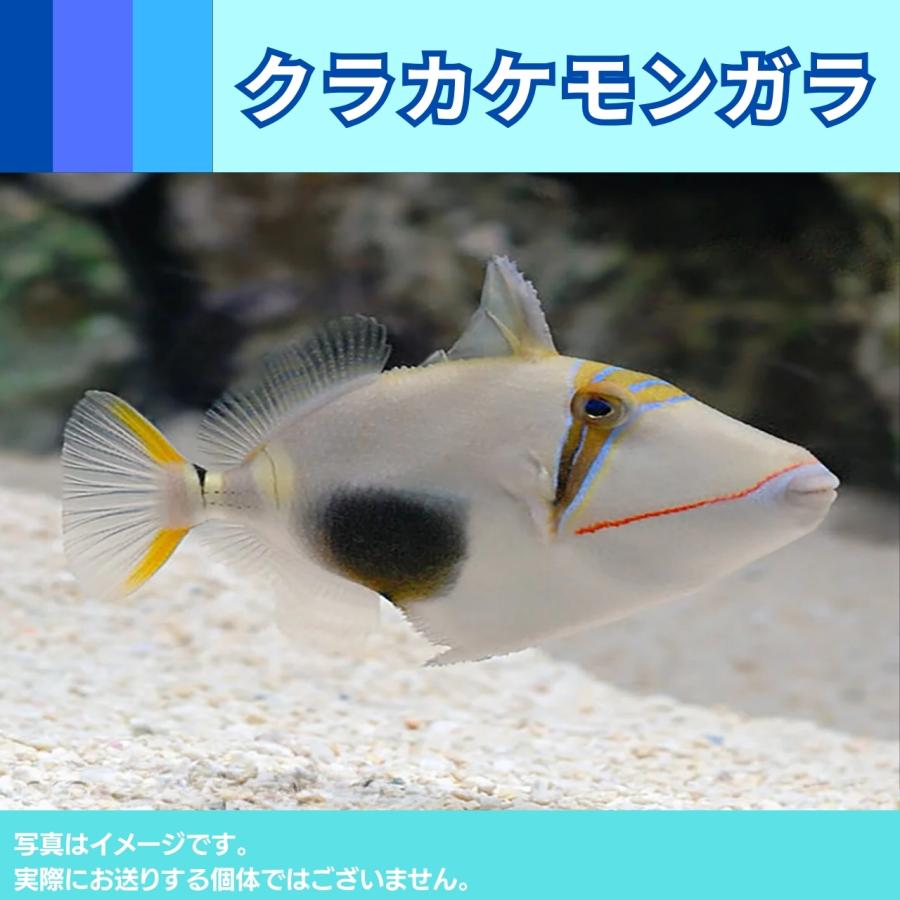 海水魚 カワハギ クラカケモンガラ 6cm 1匹 Dgb2332 増子水景 通販 Yahoo ショッピング