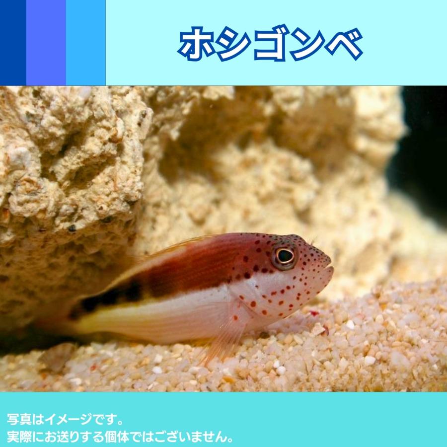 （海水魚・ゴンベ）サラサゴンベ　5cm±　2匹｜mame-store