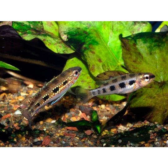 熱帯魚 シクリッド チェッカーボードシクリッド Mサイズ ワイルド ３