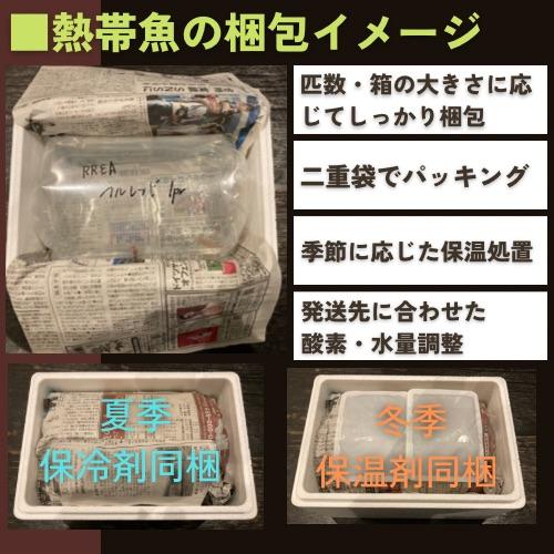 (熱帯魚・シクリッド)　ゴールデンバルーン・ラミレジィ　3cm±　1匹｜mame-store｜02