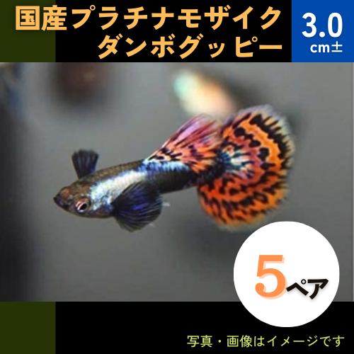 熱帯魚 グッピー 国産プラチナモザイクダンボ アダルトサイズ 5ペア 税込