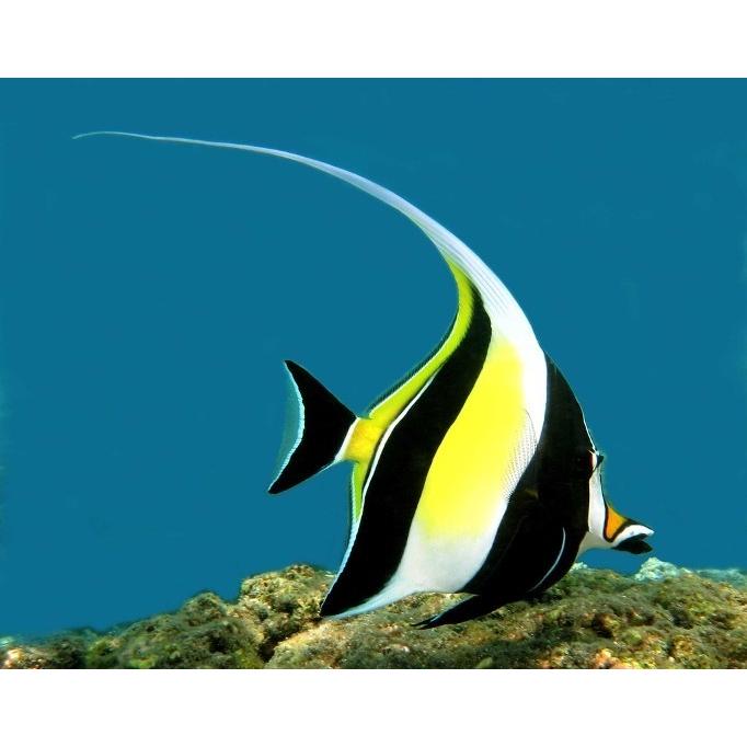今ならほぼ即納 海水魚 ハギ ツノダシ 8cm 2匹 観賞魚生体