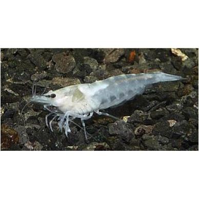 924円 81 以上節約 熱帯魚 淡水エビ スノーホワイトシュリンプ 1 5cm 5匹