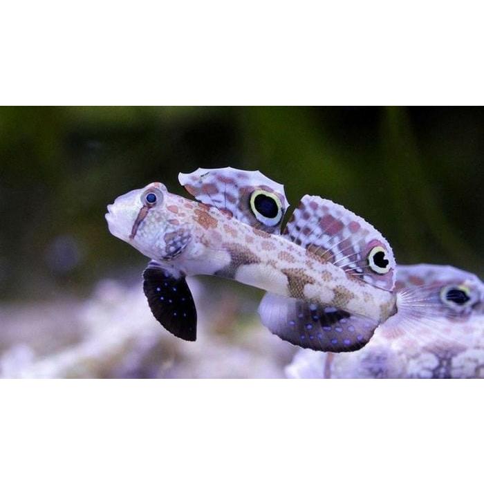 海水魚 ハゼ カニハゼ 4cm 1匹 Dsg0033 増子水景 通販 Yahoo ショッピング