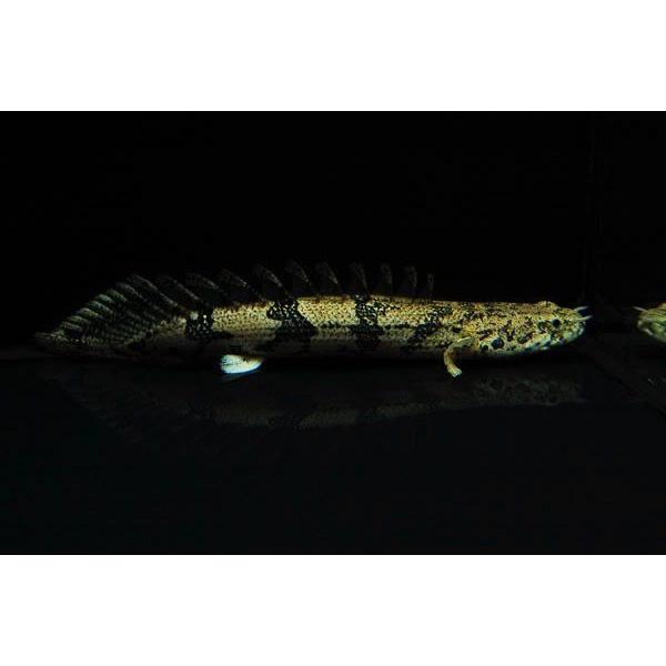 【逸品】 SALE 83%OFF 熱帯魚 古代魚 ポリプテルス エンドリケリー 東南ブリード 7cm± 5匹 lynnesilver.com lynnesilver.com