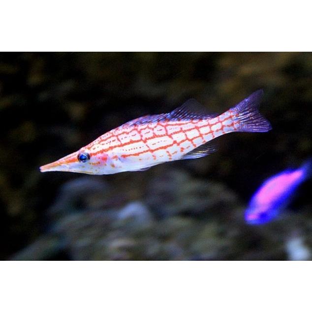 激安通販新作 海水魚 ゴンベ クダゴンベ 6cm 2匹 観賞魚生体
