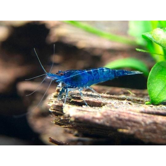 熱帯魚 淡水エビ ベルベットブルーシュリンプ 1 5cm 3匹 Ebi01 007 増子水景 通販 Yahoo ショッピング