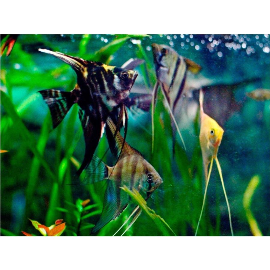 熱帯魚 エンゼルフィッシュ ミックスエンゼル 色 模様指定不可 8 9cm 5匹