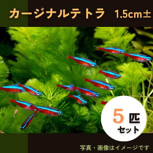 熱帯魚 カラシン カージナルテトラ 1 5cm 5匹 F 増子水景 通販 Yahoo ショッピング