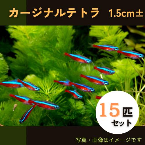 熱帯魚 カラシン カージナルテトラ 1 5cm 15匹 F 増子水景 通販 Yahoo ショッピング