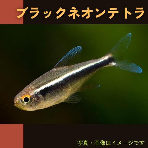 送料無料 一部地域を除く 熱帯魚 カラシン ブラックネオンテトラ 1 5cm 5匹 Jdaydesign Com