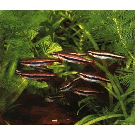 熱帯魚 カラシン ベックホルディーペンシルフィッシュ 2 5cm 匹 F 増子水景 通販 Yahoo ショッピング