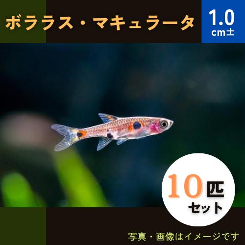【破格値下げ】 半額 熱帯魚 コイ ボララスマキュラータ 1.5cm± 10匹 lynnesilver.com lynnesilver.com