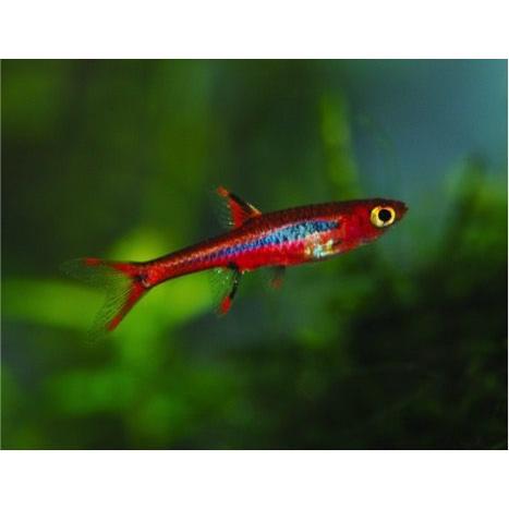 熱帯魚 コイ ボララスブリジッタエ 1 5cm 匹 F 増子水景 通販 Yahoo ショッピング