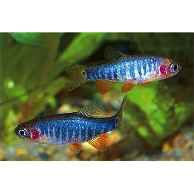 熱帯魚 コイ ミクロラスボラ エリスロミクロン 1 5cm 4匹 F 増子水景 通販 Yahoo ショッピング