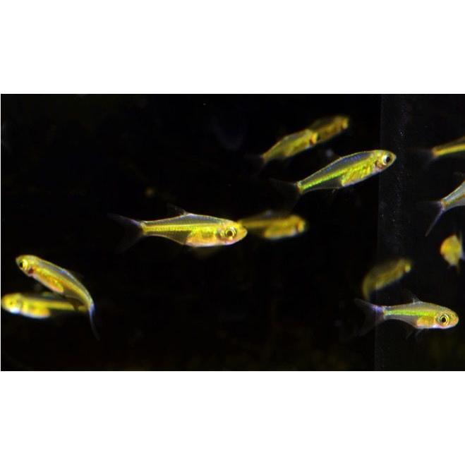 熱帯魚 コイ ミクロラスボラ ブルーネオン 1cm 4匹 F 増子水景 通販 Yahoo ショッピング