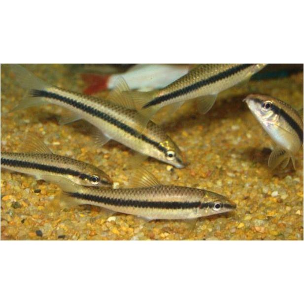 熱帯魚 コイ サイアミーズフライングフォックス 3cm ５０匹 F 増子水景 通販 Yahoo ショッピング