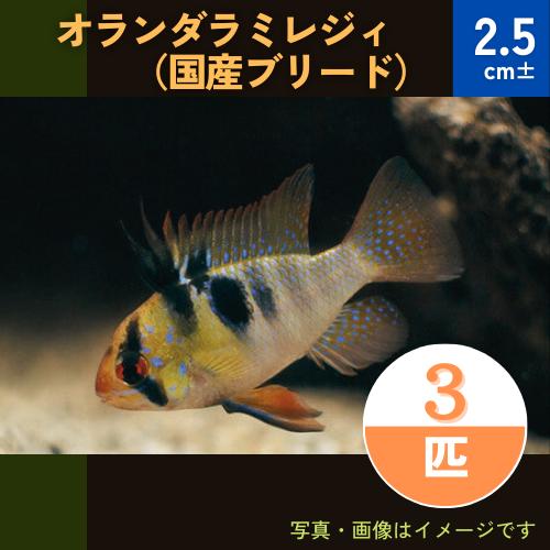 熱帯魚 シクリッド オランダラミレジィ 3匹 高額売筋 年中無休 2.5cm 国産ブリード