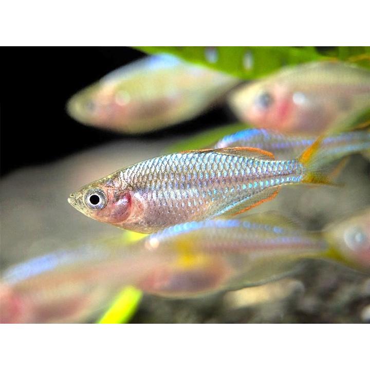 【予約中！】 熱帯魚 レインボーフィッシュ ネオンドワーフレインボー 大人気新品 1.5cm± 10匹
