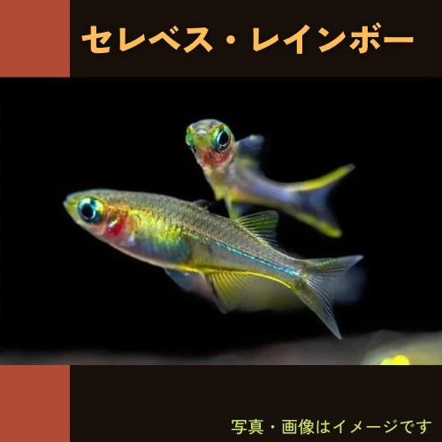 熱帯魚 レインボーフィッシュ セレベスレインボー 1 5cm 1匹 F 増子水景 通販 Yahoo ショッピング