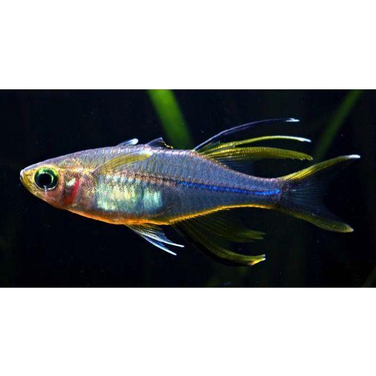 熱帯魚 レインボーフィッシュ セレベスレインボー 1 5cm 2匹 F 増子水景 通販 Yahoo ショッピング