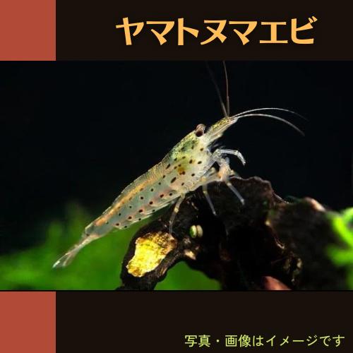 有名な 熱帯魚 淡水エビ ヤマトヌマエビ 1 5 3cm 5匹 Shipsctc Org