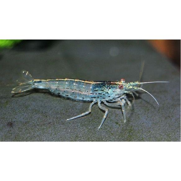 熱帯魚 淡水エビ ヤマトヌマエビ 1 5 3cm 10匹 F 増子水景 通販 Yahoo ショッピング