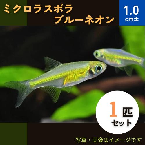 熱帯魚 コイ ミクロラスボラ ブルーネオン 1 5cm ３匹 F 増子水景 通販 Yahoo ショッピング