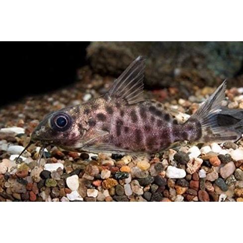 割引価格 ブラキシノドンティス バテンソーダ 熱帯魚 ナマズ Wild 3匹 サイズ 5cm Itou Tokoubu Co Jp