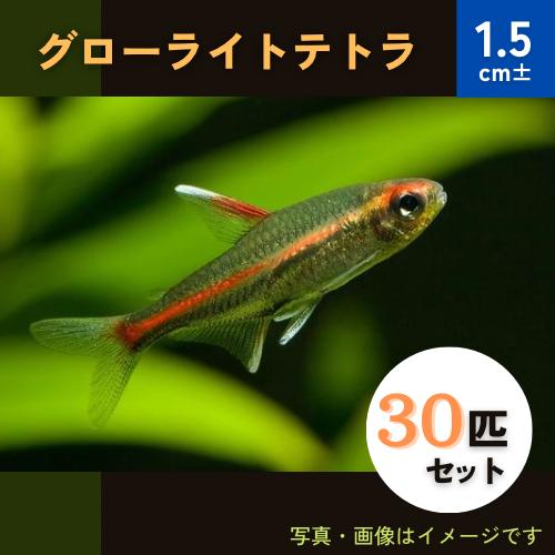 熱帯魚 カラシン グローライトテトラ 1 5cm 30匹 Fk 増子水景 通販 Yahoo ショッピング
