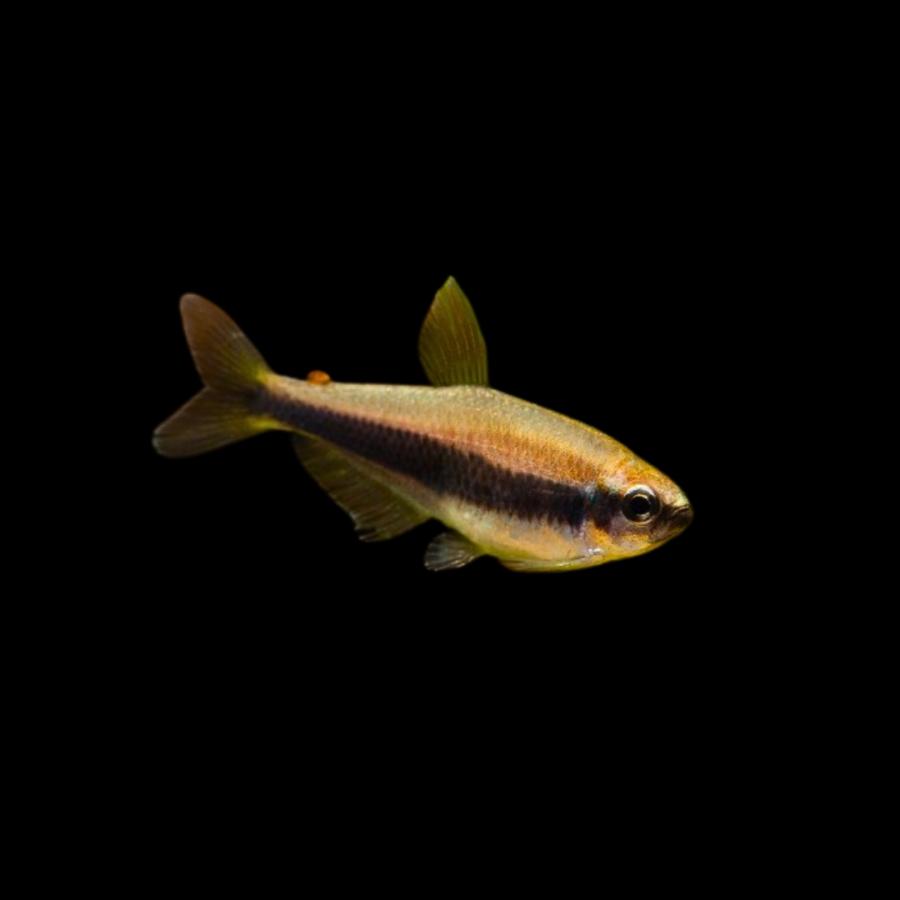 熱帯魚 カラシン インパクティスケリー 2cm ５匹 Fk 増子水景 通販 Yahoo ショッピング