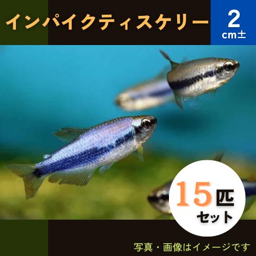 熱帯魚 カラシン インパクティスケリー 2cm± 予約 15匹 格安激安