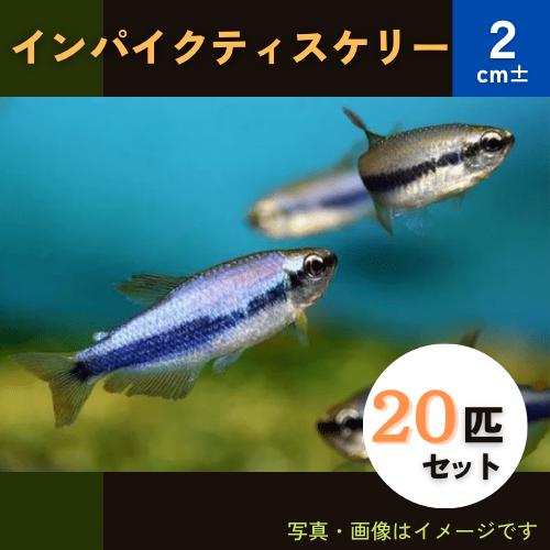 熱帯魚 カラシン インパクティスケリー 2cm 匹 Fk 増子水景 通販 Yahoo ショッピング