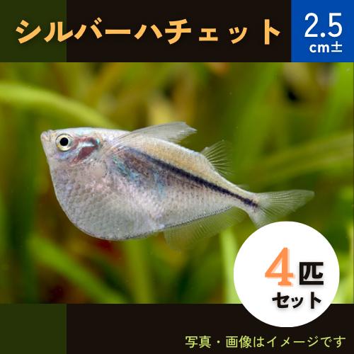 熱帯魚 カラシン シルバーハチェット 2 5cm 4匹 Belle Ile Nature Org