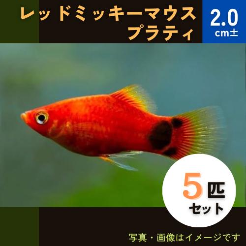 熱帯魚 プラティ レッドミッキーマウスプラティ 2cm 5匹 Fmda0011 増子水景 通販 Yahoo ショッピング