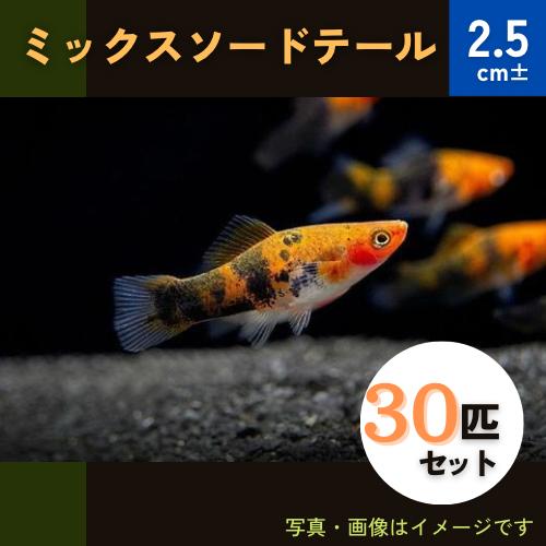日本未入荷 最大65％オフ 熱帯魚 ソードテール MIX 2.5cm± 30匹 pussysoakers.com pussysoakers.com