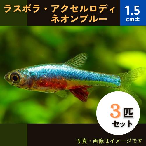 熱帯魚 ラスボラ ラスボラ アクセルロディ ネオンブルー 1 5cm 3匹