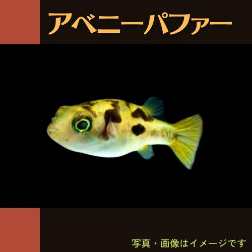 熱帯魚 フグ アベニーパファー Smサイズ ギガランキングｊｐ