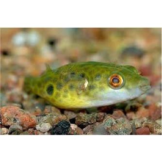 熱帯魚 フグ メコンフグ ６ｃｍ １匹 Fu03 1007 増子水景 通販 Yahoo ショッピング