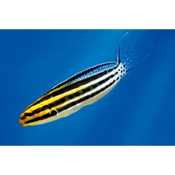 海水魚 ギンポ ヒゲニジギンポ 4cm 3匹 Gh0029 増子水景 通販 Yahoo ショッピング