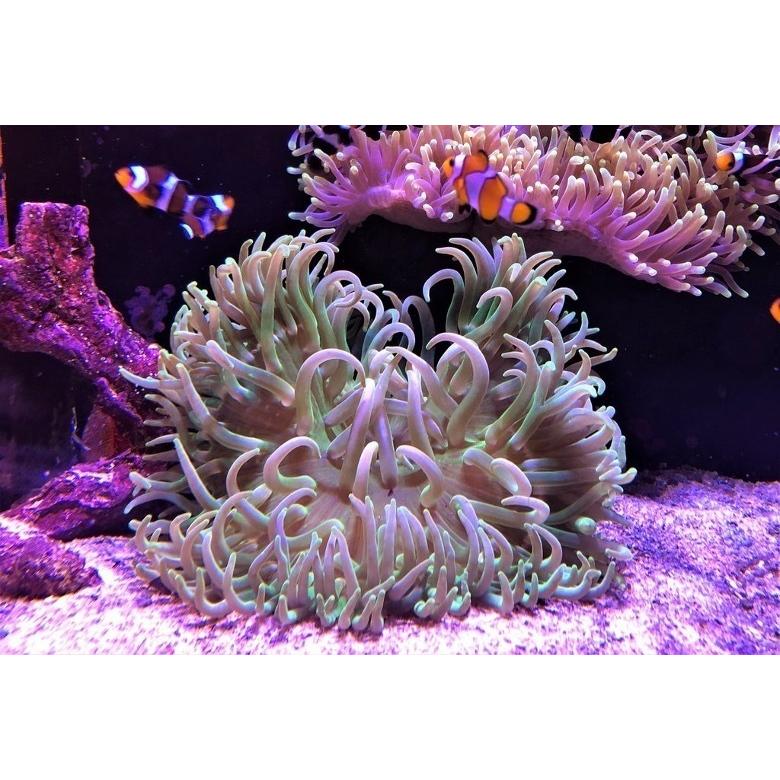 海水魚 イソギンチャク ロングテンタクルアネモネ 色おまかせ Mサイズ 8 13cm 1個 Gsb2321 増子水景 通販 Yahoo ショッピング