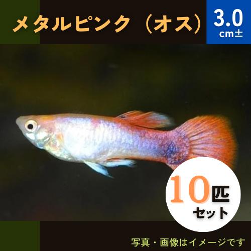 熱帯魚 グッピー メタルピンクグッピー 3cm オス10匹 スリランカ産 Gu08 00 増子水景 通販 Yahoo ショッピング