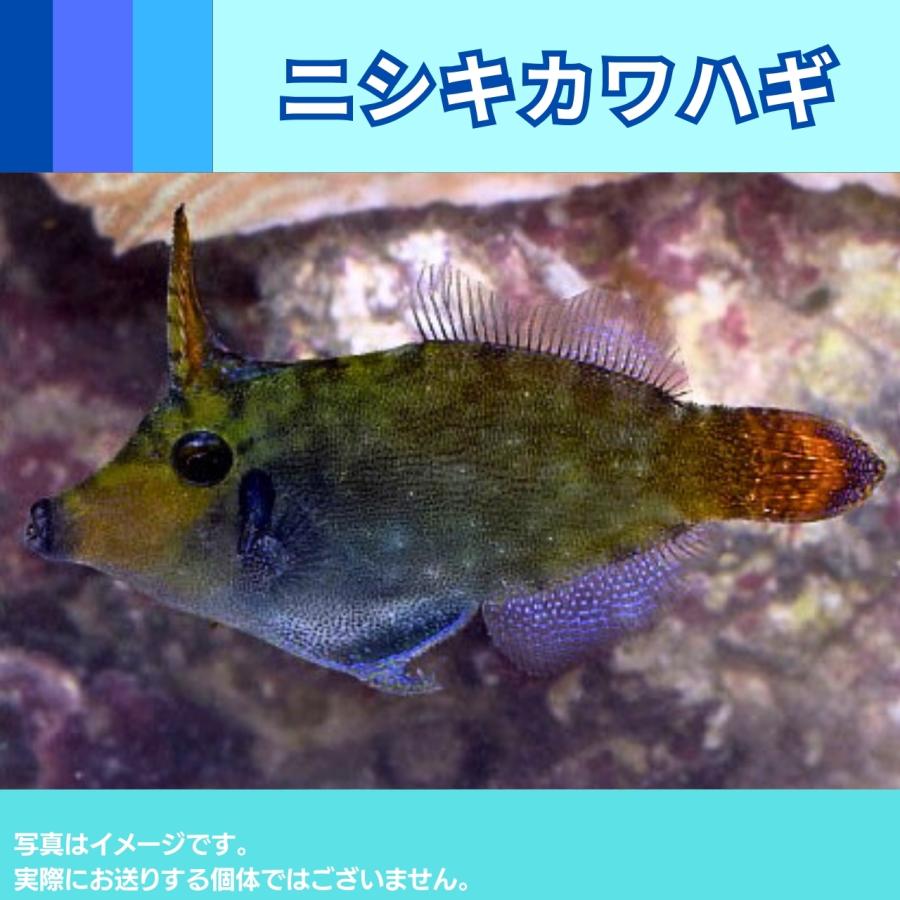 海水魚 カワハギ ニシキカワハギ 5cm 1匹 Hgj0055 増子水景 通販 Yahoo ショッピング