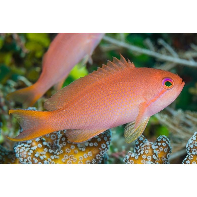 （海水魚・ハナダイ）　キンギョハナダイ　メス　5cm±　3匹｜mame-store