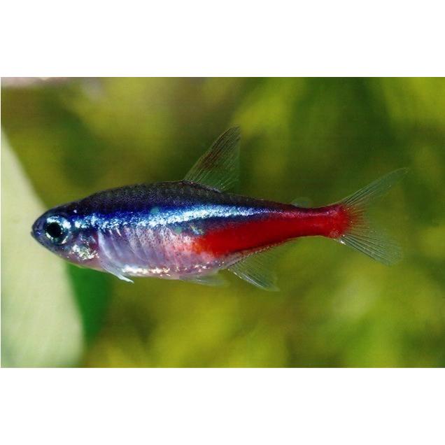 豪華 研究向け魚類 ネオンテトラ １ｃｍ １ ５ｃｍ ５００匹 高級感 Zoetalentsolutions Com