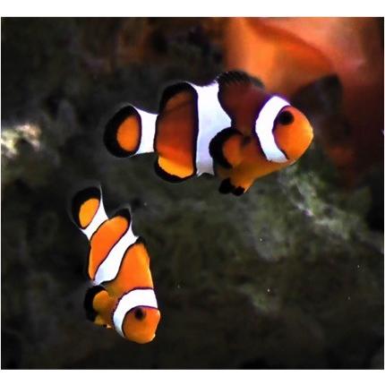 最適な価格 研究生体 カクレクマノミ ３ｃｍ １０匹 年最新海外 Zoetalentsolutions Com