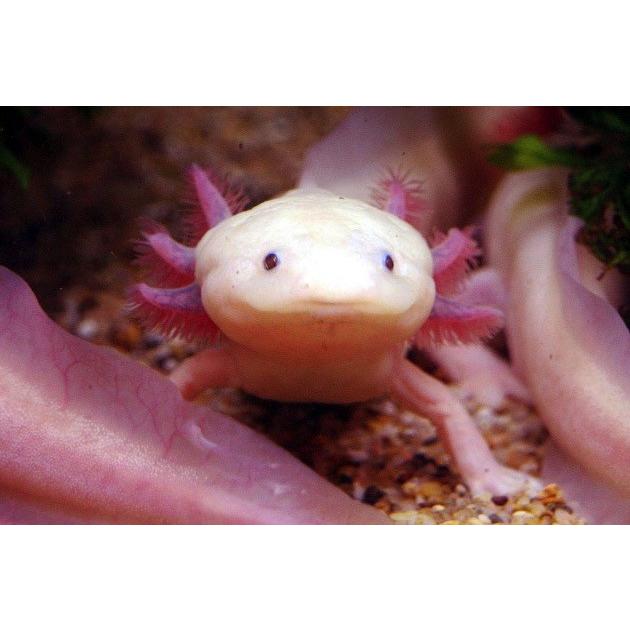 研究生体 ホワイトウーパールーパー 赤目 ５ｃｍ ７ｃｍ ５匹 Jir02 0346 増子水景 通販 Yahoo ショッピング