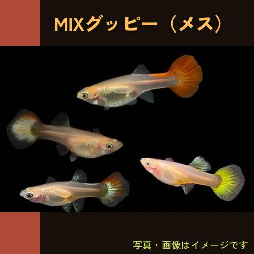熱帯魚 グッピー ミックスグッピー メスのみ 大きさ 3cm 5匹 色 柄
