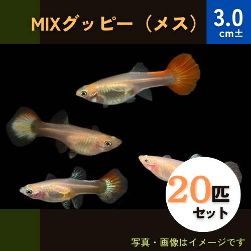 (熱帯魚・グッピー)　ミックスグッピー　※メスのみ　大きさ：3cm±　20匹　※色・柄・品種指定不可